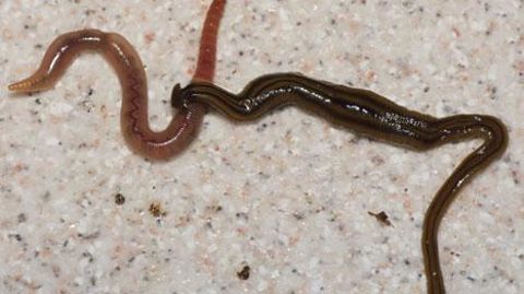 Les plathelminthes terrestres, des vers plats prédateurs d'animaux du sol, dont nos lombrics, ont longtemps été confondus avec d'autres animaux (petits serpents, sangsues, ténias). Un climat doux et humide pourrait favoriser leur expansion. Ici, Bipalium kewense, photographié en France. ©Pierre Gros - CCBY4.0 Les plathelminthes terrestres, des vers plats prédateurs d'animaux du sol, dont nos lombrics, ont longtemps été confondus avec d'autres animaux (petits serpents, sangsues, ténias). Un clima