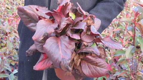 Diminuer l'usage des phytosanitaires conventionnels passe par la complémentarité de techniques alternatives. Diverses méthodes seront présentées par Astredhor lors de sa matinée technique. (c)Valérie Vidril Diminuer l'usage des phytosanitaires conventionnels passe par la complémentarité de techniques alternatives. Diverses méthodes seront présentées par Astredhor lors de sa matinée technique. (c)Valérie Vidril