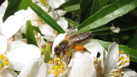 L'Agence européenne pour la sécurité des aliments (Efsa) estime que les néonicotinoïdes sont une menace pour la survie des abeilles. (c)Valérie Vidril L'Agence européenne pour la sécurité des aliments (Efsa) estime que les néonicotinoïdes sont une menace pour la survie des abeilles. (c)Valérie Vidril