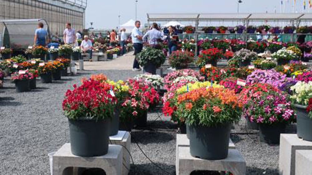 Les FlowerTrials restent le moment de l'année où distributeurs et producteurs peuvent juger in situ la nouvelle offre variétale pour les années à venir. Attention à ne pas basculer vers un show où le marketing prendrait la place des informations techniques. (c)Odile Maillard Les FlowerTrials restent le moment de l'année où distributeurs et producteurs peuvent juger in situ la nouvelle offre variétale pour les années à venir. Attention à ne pas basculer vers un show où le marketing prendrait la p