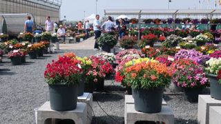Les FlowerTrials restent le moment de l'année où distributeurs et producteurs peuvent juger in situ la nouvelle offre variétale pour les années à venir. Attention à ne pas basculer vers un show où le marketing prendrait la place des informations techniques. (c)Odile Maillard Les FlowerTrials restent le moment de l'année où distributeurs et producteurs peuvent juger in situ la nouvelle offre variétale pour les années à venir. Attention à ne pas basculer vers un show où le marketing prendrait la p Les FlowerTrials restent le moment de l'année où distributeurs et producteurs peuvent juger in situ la nouvelle offre variétale pour les années à venir. Attention à ne pas basculer vers un show où le marketing prendrait la place des informations techniques. (c)Odile Maillard Les FlowerTrials restent le moment de l'année où distributeurs et producteurs peuvent juger in situ la nouvelle offre variétale pour les années à venir. Attention à ne pas basculer vers un show où le marketing prendrait la p