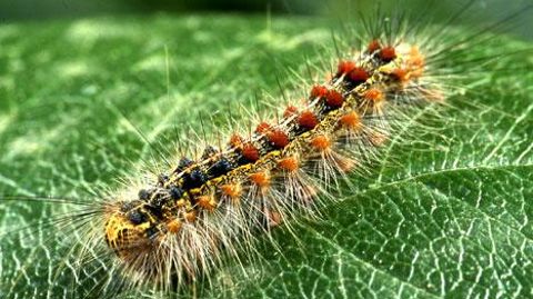 L'observation cette année de chenilles de Bombyx disparate pourrait être synonyme d'une future pullulation. (c)Éric Chapin L'observation cette année de chenilles de Bombyx disparate pourrait être synonyme d'une future pullulation. (c)Éric Chapin