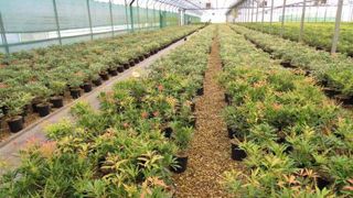 Végéstock affiche une ambition forte pour 2016 : devenir l'outil incontournable au niveau national de mise en commun des végétaux disponibles. Végéstock affiche une ambition forte pour 2016 : devenir l'outil incontournable au niveau national de mise en commun des végétaux disponibles.