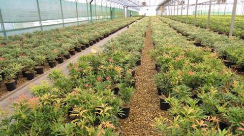 Végéstock affiche une ambition forte pour 2016 : devenir l'outil incontournable au niveau national de mise en commun des végétaux disponibles. Végéstock affiche une ambition forte pour 2016 : devenir l'outil incontournable au niveau national de mise en commun des végétaux disponibles.