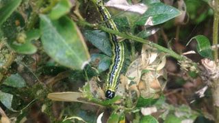 Le buis est menacé par la pyrale du buis, Cydalima perspectalis, originaire d'Asie. PHOTO : VALÉRIE VIDRIL Le buis est menacé par la pyrale du buis, Cydalima perspectalis, originaire d'Asie. PHOTO : VALÉRIE VIDRIL Le buis est menacé par la pyrale du buis, Cydalima perspectalis, originaire d'Asie. PHOTO : VALÉRIE VIDRIL Le buis est menacé par la pyrale du buis, Cydalima perspectalis, originaire d'Asie. PHOTO : VALÉRIE VIDRIL