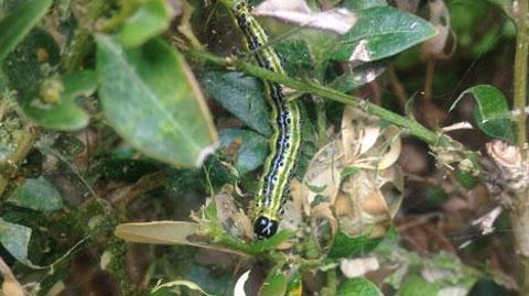 Le buis est menacé par la pyrale du buis, Cydalima perspectalis, originaire d'Asie. PHOTO : VALÉRIE VIDRIL Le buis est menacé par la pyrale du buis, Cydalima perspectalis, originaire d'Asie. PHOTO : VALÉRIE VIDRIL