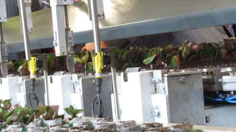 L'AutoStix, un robot de plantation de boutures utilisant le nouveau Visser strip de Visser Horti Systems a reçu le trophée Greentech 2018 dans la catégorie Innovation. (c)LKP L'AutoStix, un robot de plantation de boutures utilisant le nouveau Visser strip de Visser Horti Systems a reçu le trophée Greentech 2018 dans la catégorie Innovation. (c)LKP