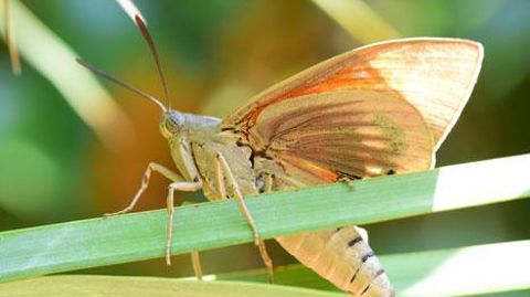 Papillon palmivore Paysandisia archon. © Eric Chapin Papillon palmivore Paysandisia archon. © Eric Chapin