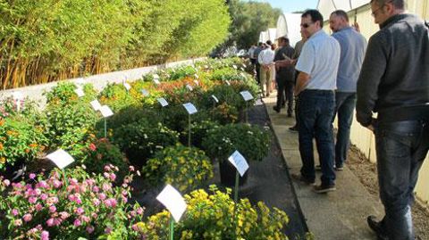 La collection de lantanas, aux Ets horticoles du Cannebeth, à Mauguio, près de Montpellier (34). Le CCVS recense plus de 150 collections réparties dans toute la France. © Valérie Vidril La collection de lantanas, aux Ets horticoles du Cannebeth, à Mauguio, près de Montpellier (34). Le CCVS recense plus de 150 collections réparties dans toute la France. © Valérie Vidril