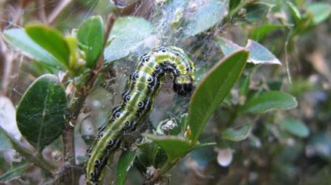 Le colloque proposera une synthèse des connaissances acquises sur les deux principaux fléaux du buis (la pyrale - notre photo - et les maladies à dépérissement). Il abordera aussi les autres problèmes sanitaires. (c)Valérie Vidril Le colloque proposera une synthèse des connaissances acquises sur les deux principaux fléaux du buis (la pyrale - notre photo - et les maladies à dépérissement). Il abordera aussi les autres problèmes sanitaires. (c)Valérie Vidril