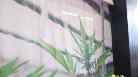 Le cannabis médicinal était un sujet important lors de la dernière édition de Greentech, qui s'est tenue en juin dernier à Amsterdam. ©LKP Le cannabis médicinal était un sujet important lors de la dernière édition de Greentech, qui s'est tenue en juin dernier à Amsterdam. ©LKP