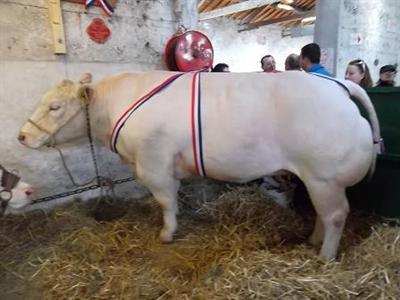 Des animaux charolais de qualité