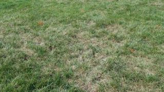 Une attaque de Pyricularia sur gazon. (c)JSFG   Une attaque de Pyricularia sur gazon. (c)JSFG   Une attaque de Pyricularia sur gazon. (c)JSFG   Une attaque de Pyricularia sur gazon. (c)JSFG