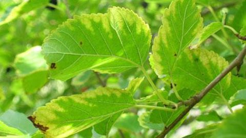 La gamme d'hôtes de Xylella fastidiosa comprend 563 espèces répertoriées dans la base de données de l'EFSA. Ici, symptômes de brûlures foliaires sur un Morus alba. (c)John Hartman, University Of Kentucky, Bugwookd.org  La gamme d'hôtes de Xylella fastidiosa comprend 563 espèces répertoriées dans la base de données de l'EFSA. Ici, symptômes de brûlures foliaires sur un Morus alba. (c)John Hartman, University Of Kentucky, Bugwookd.org 
