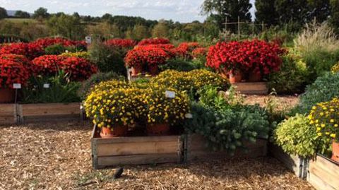 Plusieurs fournisseurs participent à des essais, en partenariat avec la station Ratho (Brindas -69), afin de tester puis de lancer des terreaux sans tourbe. Les expérimentations visent à valider le bon comportement des plantes horticoles. ©Odile Maillard Plusieurs fournisseurs participent à des essais, en partenariat avec la station Ratho (Brindas -69), afin de tester puis de lancer des terreaux sans tourbe. Les expérimentations visent à valider le bon comportement des plantes horticoles. ©Odile