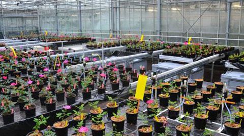 Une culture de rosiers sur différents substrats purs, soumis à des conditions d'irrigation différentes par subirrigation ©JC Michel Une culture de rosiers sur différents substrats purs, soumis à des conditions d'irrigation différentes par subirrigation ©JC Michel