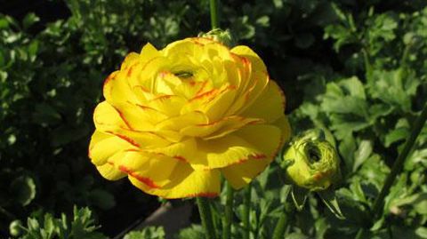 Essais 2017 de culture hors sol en renoncule. ©Valérie Vidril Essais 2017 de culture hors sol en renoncule. ©Valérie Vidril