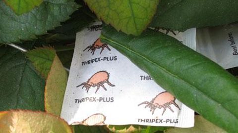 « Six définitions officielles concernent la santé des plantes, certaines méritant quelques précisions... ». © Valérie Vidril  « Six définitions officielles concernent la santé des plantes, certaines méritant quelques précisions... ». © Valérie Vidril 