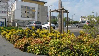 Concernant les produits de protection des plantes utilisables jusqu'ici en JEVI (Jardins, espaces verts et infrastructures), un schéma de synthèse est téléchargeable sur www.ecophytozna-pro.fr  , ainsi que des textes rappelant notamment des notions importantes à connaître au vu des évolutions réglementaires. ©Valérie Vidril Concernant les produits de protection des plantes utilisables jusqu'ici en JEVI (Jardins, espaces verts et infrastructures), un schéma de synthèse est téléchargeable sur www.