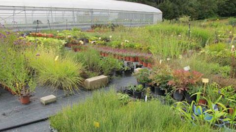 Selon les chiffres publiés à l'occasion du dernier Conseil spécialisé horticole de FranceAgriMer, il y aurait aujourd'hui 3 308 entreprises horticoles en France. (c)Pascal Fayolle Selon les chiffres publiés à l'occasion du dernier Conseil spécialisé horticole de FranceAgriMer, il y aurait aujourd'hui 3 308 entreprises horticoles en France. (c)Pascal Fayolle