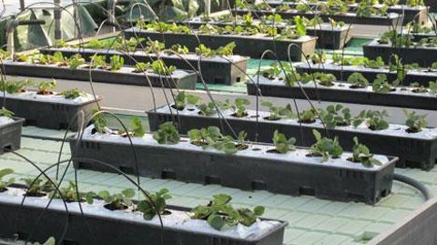 Sur le Salon du végétal, l'Institut technique de l'horticulture présentera quelques-uns de ses travaux de prospective et de recherche sur l'agriculture urbaine. Ici, des fraisiers cultivés en aquaponie par le Ratho. ©Valérie Vidril Sur le Salon du végétal, l'Institut technique de l'horticulture présentera quelques-uns de ses travaux de prospective et de recherche sur l'agriculture urbaine. Ici, des fraisiers cultivés en aquaponie par le Ratho. ©Valérie Vidril