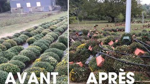 Dans l'Aude, les chrysanthèmes... prêts à vendre… samedi 20 octobre 2018 et la parcelle sous l'eau, ce mercredi 17 octobre. Dans l'Aude, les chrysanthèmes... prêts à vendre… samedi 20 octobre 2018 et la parcelle sous l'eau, ce mercredi 17 octobre.