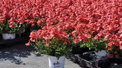 Le label Fleurs de France est attendu par la distribution, la production doit répondre plus massivement à cette attente, estime la FNPHP. (c)Pascal Fayolle Le label Fleurs de France est attendu par la distribution, la production doit répondre plus massivement à cette attente, estime la FNPHP. (c)Pascal Fayolle