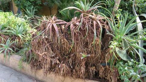 Dégâts du thrips Hercinothrips dimidiatus sur Aloe. ©Catherine Gigleux-Spitz - FREDON Corse   Dégâts du thrips Hercinothrips dimidiatus sur Aloe. ©Catherine Gigleux-Spitz - FREDON Corse  