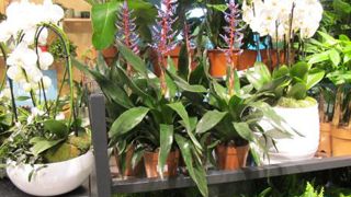 Portée par les végétaux d'intérieur, la consommation de plantes d'ornement a été orientée à la hausse au premier semestre 2018 par rapport à la même période en 2017. (c)Pascal Fayolle Portée par les végétaux d'intérieur, la consommation de plantes d'ornement a été orientée à la hausse au premier semestre 2018 par rapport à la même période en 2017. (c)Pascal Fayolle Portée par les végétaux d'intérieur, la consommation de plantes d'ornement a été orientée à la hausse au premier semestre 2018 par rapport à la même période en 2017. (c)Pascal Fayolle Portée par les végétaux d'intérieur, la consommation de plantes d'ornement a été orientée à la hausse au premier semestre 2018 par rapport à la même période en 2017. (c)Pascal Fayolle