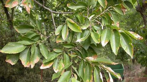 Symptômes de Xylella fastidiosa sur orme.  ©Brian Olson, Oklahoma State University, Bugwood.org Symptômes de Xylella fastidiosa sur orme.  ©Brian Olson, Oklahoma State University, Bugwood.org