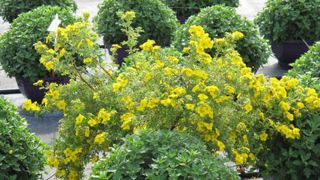 Les résultats des projets Dephy montrent que la diminution de l'usage des produits phytosanitaires passe par la combinaison de différents leviers, parmi lesquels, par exemple, les plantes de service. (c)Valérie Vidril Les résultats des projets Dephy montrent que la diminution de l'usage des produits phytosanitaires passe par la combinaison de différents leviers, parmi lesquels, par exemple, les plantes de service. (c)Valérie Vidril Les résultats des projets Dephy montrent que la diminution de l'usage des produits phytosanitaires passe par la combinaison de différents leviers, parmi lesquels, par exemple, les plantes de service. (c)Valérie Vidril Les résultats des projets Dephy montrent que la diminution de l'usage des produits phytosanitaires passe par la combinaison de différents leviers, parmi lesquels, par exemple, les plantes de service. (c)Valérie Vidril