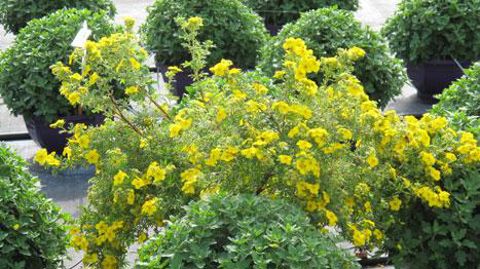 Les résultats des projets Dephy montrent que la diminution de l'usage des produits phytosanitaires passe par la combinaison de différents leviers, parmi lesquels, par exemple, les plantes de service. (c)Valérie Vidril Les résultats des projets Dephy montrent que la diminution de l'usage des produits phytosanitaires passe par la combinaison de différents leviers, parmi lesquels, par exemple, les plantes de service. (c)Valérie Vidril