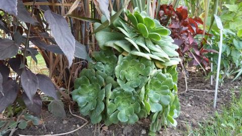 ©O.Maillard Aemonium, au Jardin des plantes du Museum d'histoires naturelles (MNHN) de Paris (75). 