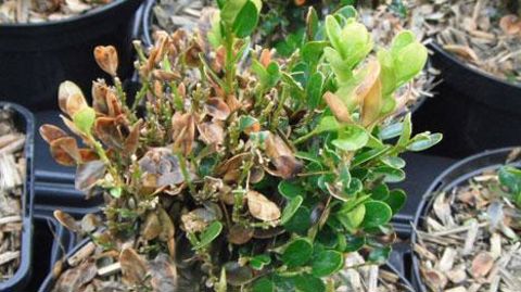 Forte attaque de Cylindrocladium buxicola sur un buis en pot. ©Astredhor Loire-Bretagne (CDHR Centre) Forte attaque de Cylindrocladium buxicola sur un buis en pot. ©Astredhor Loire-Bretagne (CDHR Centre)