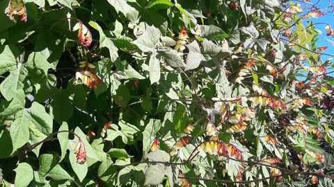 ©O.Maillard Mina lobata, au parc du végétal Terra Botanica d'Angers (49). 