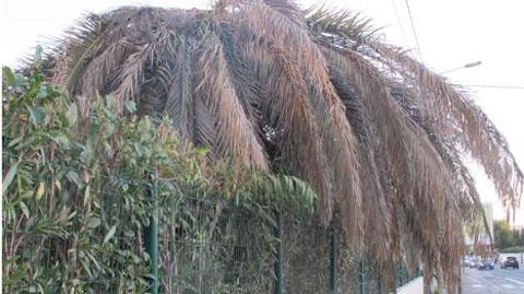 Le dépérissement des palmes et la chute du sommet des arbres est l'oeuvre du charançon rouge du palmier.  ©Léna Hespel  Le dépérissement des palmes et la chute du sommet des arbres est l'oeuvre du charançon rouge du palmier.  ©Léna Hespel 