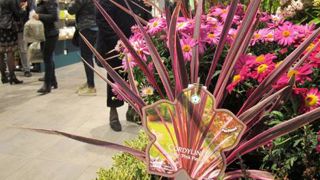 Selon le panel Kantar TNS co-financé par FranceAgriMer et Val'Hor, les achats de végétaux des foyers Français entre janvier et septembre 2018 sont en hausse en volume de 1,2 % et en valeur de 3,3 % par rapport à la même période de l'année précédente. ©Pascal Fayolle Selon le panel Kantar TNS co-financé par FranceAgriMer et Val'Hor, les achats de végétaux des foyers Français entre janvier et septembre 2018 sont en hausse en volume de 1,2 % et en valeur de 3,3 % par rapport à la même période de l'