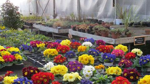 Très en avance, les primevères ne trouvent pas preneurs cette année. (c)C. Claveirole Très en avance, les primevères ne trouvent pas preneurs cette année. (c)C. Claveirole