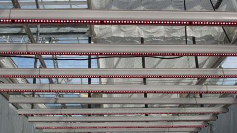 Les Leds offrent des bénéfices plus facilement mesurables dans les productions isolées de leur environnement que dans les serres exposées à la lumière naturelle.(c)Valérie Vidril Les Leds offrent des bénéfices plus facilement mesurables dans les productions isolées de leur environnement que dans les serres exposées à la lumière naturelle.(c)Valérie Vidril