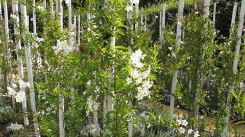 L'étude a consisté à identifier les végétaux en lien avec les tendances du marché et à faire valider la sélection par la distribution.(c)Valérie Vidril L'étude a consisté à identifier les végétaux en lien avec les tendances du marché et à faire valider la sélection par la distribution.(c)Valérie Vidril