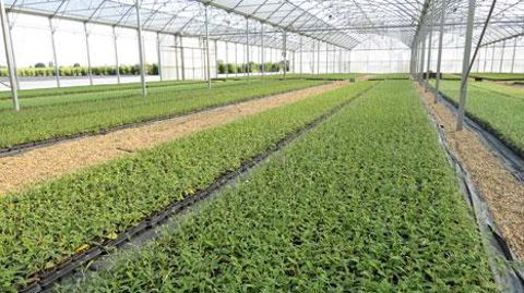 La pépinière française est de nouveau présente dans l'ENA (European nurserystock association). C'est l'interprofession Val'hor qui représente désormais l'Hexagone dans l'association européenne. (Pascal Fayolle) La pépinière française est de nouveau présente dans l'ENA (European nurserystock association). C'est l'interprofession Val'hor qui représente désormais l'Hexagone dans l'association européenne. (Pascal Fayolle)