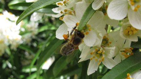 En deuxième lecture du projet de loi sur la biodiversité à l'Assemblée nationale, les députés ont voté un amendement interdisant les insecticides de la famille des néonicotinoïdes à partir du 1er septembre 2018.(c) Valérie Vidril En deuxième lecture du projet de loi sur la biodiversité à l'Assemblée nationale, les députés ont voté un amendement interdisant les insecticides de la famille des néonicotinoïdes à partir du 1er septembre 2018.(c) Valérie Vidril