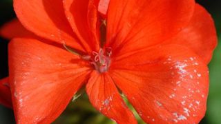 La douceur hivernale explique probablement les émergences de thrips constatées sous abris. Ici, des mouchetures causées par le ravageur sur des pétales d'Impatiens. ©Jérôme Julien La douceur hivernale explique probablement les émergences de thrips constatées sous abris. Ici, des mouchetures causées par le ravageur sur des pétales d'Impatiens. ©Jérôme Julien La douceur hivernale explique probablement les émergences de thrips constatées sous abris. Ici, des mouchetures causées par le ravageur sur des pétales d'Impatiens. ©Jérôme Julien La douceur hivernale explique probablement les émergences de thrips constatées sous abris. Ici, des mouchetures causées par le ravageur sur des pétales d'Impatiens. ©Jérôme Julien