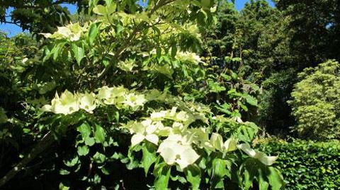 Les listes des ligneuses et vivaces faisant référence pour les échanges commerciaux en Europe et en Amérique du Nord ont été mises à jour.(c)Pascal Fayolle Les listes des ligneuses et vivaces faisant référence pour les échanges commerciaux en Europe et en Amérique du Nord ont été mises à jour.(c)Pascal Fayolle