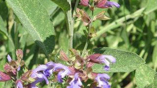 La sauge fait partie des substances naturelles à usage biostimulant autorisées en tant que plante mentionnée à l'article D. 4211-11 du code de la santé publique.(c)Valérie vidril La sauge fait partie des substances naturelles à usage biostimulant autorisées en tant que plante mentionnée à l'article D. 4211-11 du code de la santé publique.(c)Valérie vidril La sauge fait partie des substances naturelles à usage biostimulant autorisées en tant que plante mentionnée à l'article D. 4211-11 du code de la santé publique.(c)Valérie vidril La sauge fait partie des substances naturelles à usage biostimulant autorisées en tant que plante mentionnée à l'article D. 4211-11 du code de la santé publique.(c)Valérie vidril
