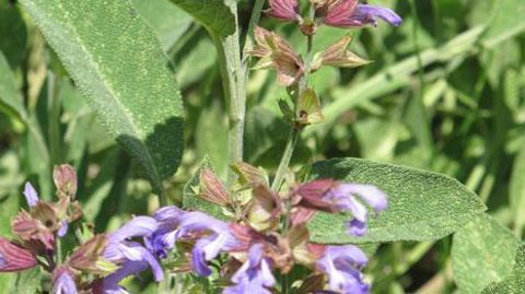 La sauge fait partie des substances naturelles à usage biostimulant autorisées en tant que plante mentionnée à l'article D. 4211-11 du code de la santé publique.(c)Valérie vidril La sauge fait partie des substances naturelles à usage biostimulant autorisées en tant que plante mentionnée à l'article D. 4211-11 du code de la santé publique.(c)Valérie vidril