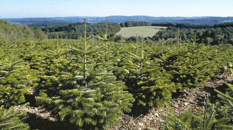 SapinExpo souhaite regrouper l'ensemble des professionnels de la filière. En 2014, 5,7 millions de sapins de Noël naturels ont été vendus en France, avec un chiffre d'affaires de 147,6 millions d'euros (source : panel TNS Sofres 2014). ©AFSNN SapinExpo souhaite regrouper l'ensemble des professionnels de la filière. En 2014, 5,7 millions de sapins de Noël naturels ont été vendus en France, avec un chiffre d'affaires de 147,6 millions d'euros (source : panel TNS Sofres 2014). ©AFSNN