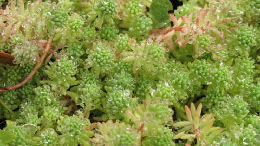 Sedum et Sempervivum tiendront, selon Groen-Direkt, une bonne place dans les ventes de ce début d'été. Au top 10 : Hydrangea, buis, lavandes, Euonymus, joubardes (Sempervivum), Dianthus, plantes de rocaille, véroniques arbustives (Hebe), rosiers, sauges. ©Valérie Vidril Sedum et Sempervivum tiendront, selon Groen-Direkt, une bonne place dans les ventes de ce début d'été. Au top 10 : Hydrangea, buis, lavandes, Euonymus, joubardes (Sempervivum), Dianthus, plantes de rocaille, véroniques arbustives