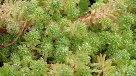 Sedum et Sempervivum tiendront, selon Groen-Direkt, une bonne place dans les ventes de ce début d'été. Au top 10 : Hydrangea, buis, lavandes, Euonymus, joubardes (Sempervivum), Dianthus, plantes de rocaille, véroniques arbustives (Hebe), rosiers, sauges. ©Valérie Vidril Sedum et Sempervivum tiendront, selon Groen-Direkt, une bonne place dans les ventes de ce début d'été. Au top 10 : Hydrangea, buis, lavandes, Euonymus, joubardes (Sempervivum), Dianthus, plantes de rocaille, véroniques arbustives
