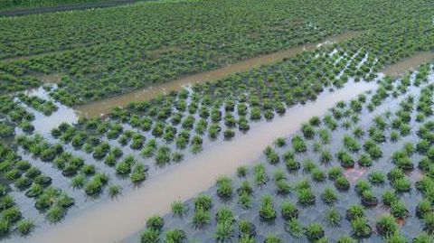 Avec environ 80 cm d'eau sur cette surface de culture en plein-air, la culture est intégralement perdue et ces bruyères devront être évacuées. ©Gartenbau Versicherung. Avec environ 80 cm d'eau sur cette surface de culture en plein-air, la culture est intégralement perdue et ces bruyères devront être évacuées. ©Gartenbau Versicherung.